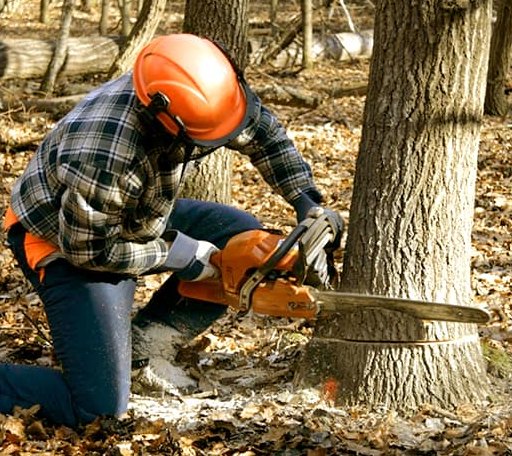 Tree Removal in Malone, TX